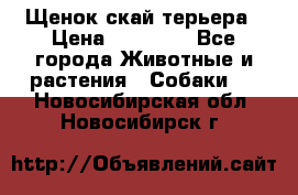 Щенок скай терьера › Цена ­ 20 000 - Все города Животные и растения » Собаки   . Новосибирская обл.,Новосибирск г.